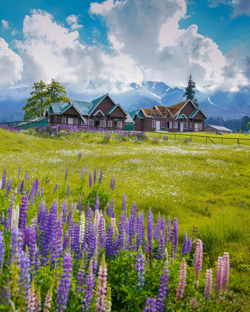 Tour and Travel Kashmir